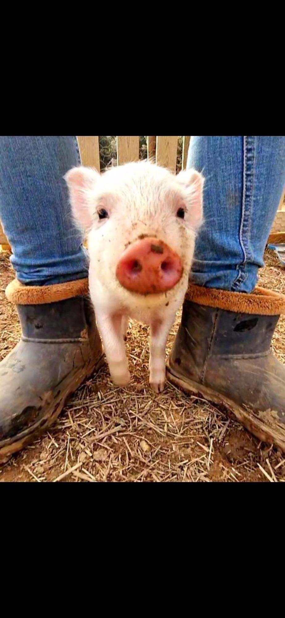 Sejour A La Ferme *